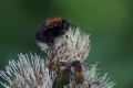 Bombus hypnorum